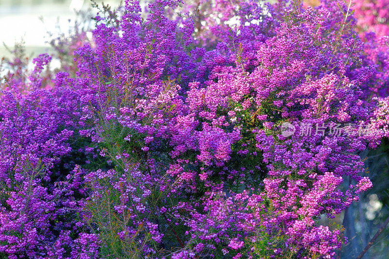 开花植物:石南花/石南花